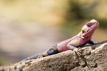 watchful lizard on concrete floor
