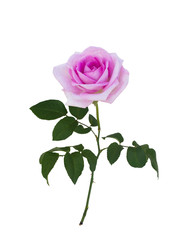 Obraz premium Delicate pink rose