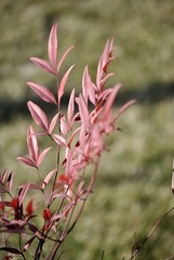 foglie rosse lanceolate