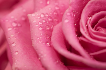 Elegant pink rose close-up
