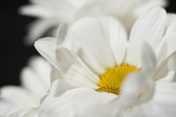 Chamomile