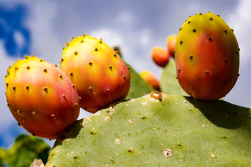 Prickly pears with red fruits and blue sky in background 

