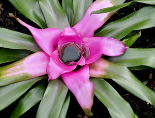 The South American plant Blushing Bromeliad Neoregelia carolinae 