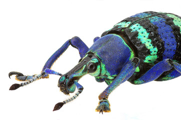 blue weevil Eupholus magnificus from Papua New Guinea