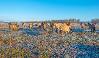 Horses in frozen nature in winter © Naj