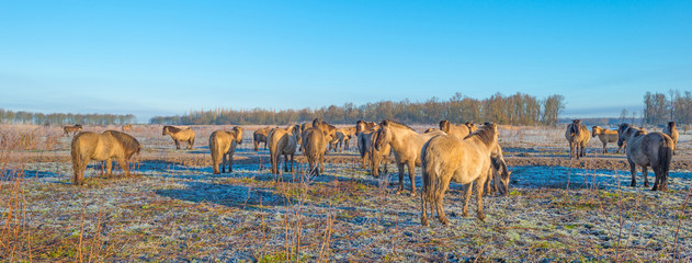 Horses in frozen nature in winter © Naj
