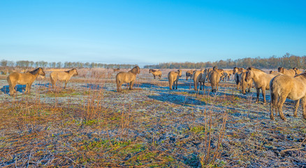 Horses in frozen nature in winter © Naj
