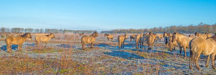 Horses in frozen nature in winter © Naj