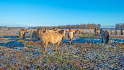 Horses in frozen nature in winter © Naj