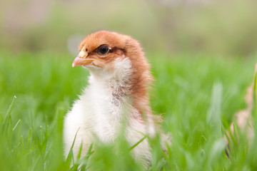 A new chick explores outside in the grass
