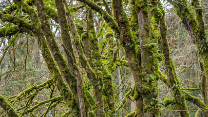 Fototapeta premium Autumn trees covered with moss