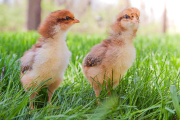 Two chicks in the sunshine and grass