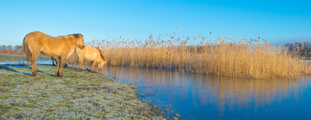 Horses in frozen nature in winter © Naj
