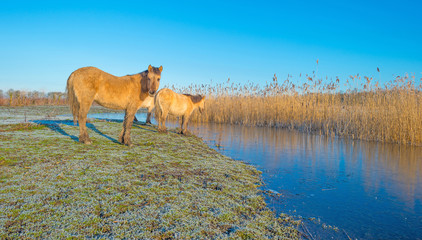 Horses in frozen nature in winter © Naj