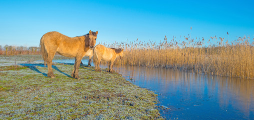 Horses in frozen nature in winter © Naj