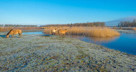 Horses in frozen nature in winter © Naj