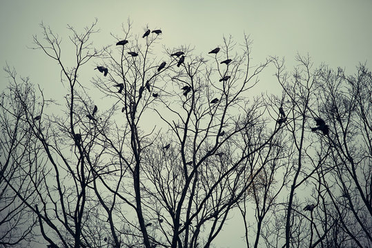 Group of crows sitting on a tree