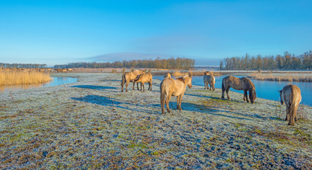 Horses in frozen nature in winter © Naj