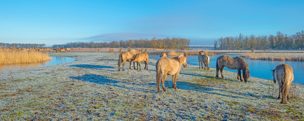 Horses in frozen nature in winter © Naj