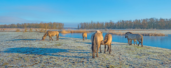 Horses in frozen nature in winter © Naj