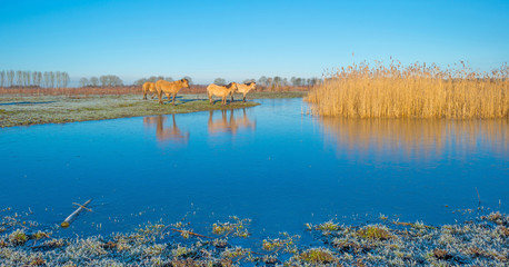Horses in frozen nature in winter © Naj