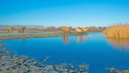 Horses in frozen nature in winter