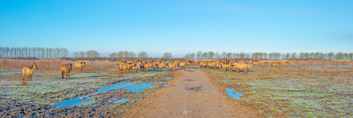 Horses in frozen nature in winter © Naj