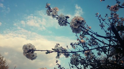 Цветущая вишня