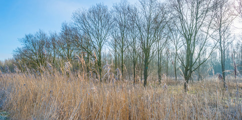 Reed along trees in winter