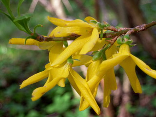 Forsythienblüte