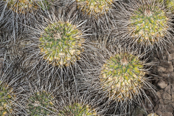 Spiked succulent plant