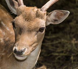 deer in the wood
