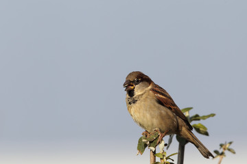 Haussperling (Passer domesticus)