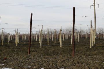 Obraz premium Young vineyard field
