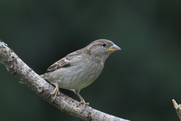 Hausssperling (Passer domesticus)