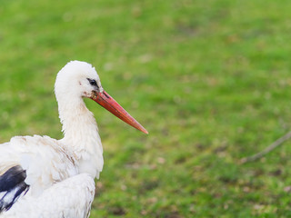 portrait of a stork