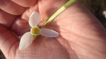 Подснежник