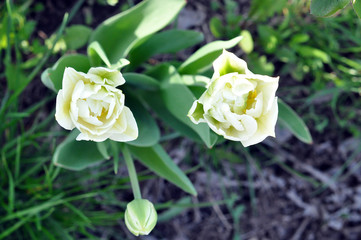 two white tulip on the ground background