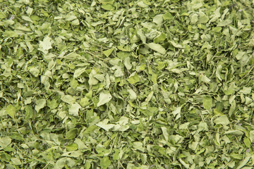 Closeup of moringa leaves