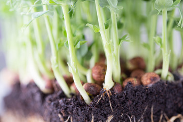 Organic pea sprouts in white backround.