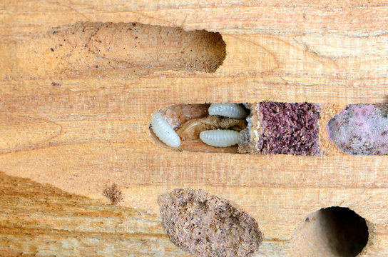 carpenter. larvae in the trunk of the tree. beetles garden pests