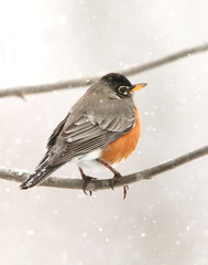Robin in the Snow