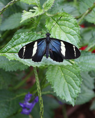 Sara Longwing Butterfly