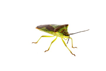 The shield bug Acanthosoma haemorrhoidale on white background
