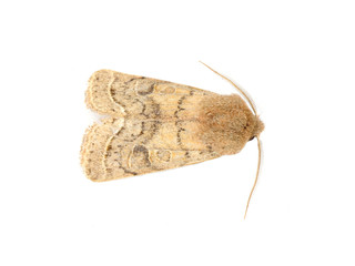 Common quaker moth on white background