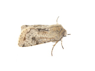 Clouded Drab moth on white background
