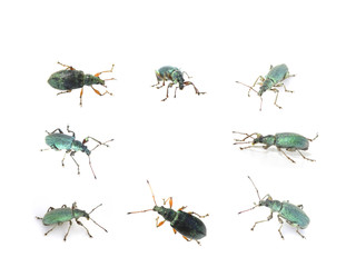 Collection of the green weevil Polydrusus formosus on white background