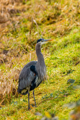 Grey heron, Nisqually National Wildlife Refuge