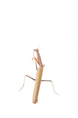 Brown praying mantis on white background