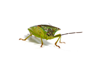 The shield bug Acanthosoma haemorrhoidale on white background